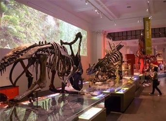 Australian Museum is one of the nearest attractions in APX Hotels Apartments