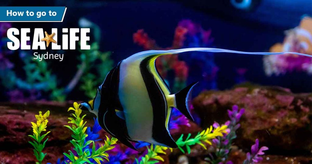 How To Go To SEA LIFE Sydney Aquarium | Sydney, NSW, Australia | APX Hotels Apartments | Article FB Share Image
