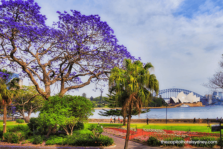 Royal botanic garden sydney australia